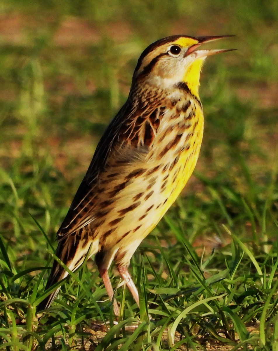 Eastern Meadowlark - ML644122471