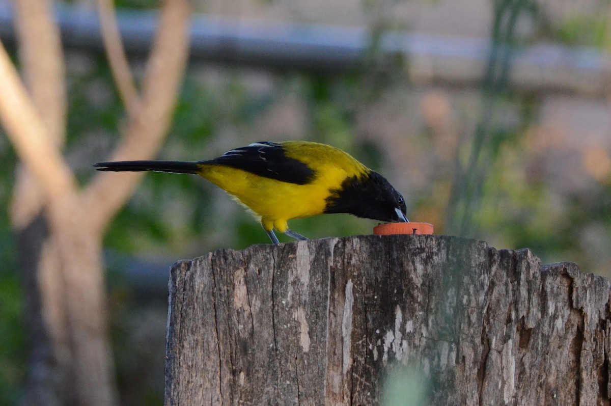 Audubon's Oriole - ML644122476