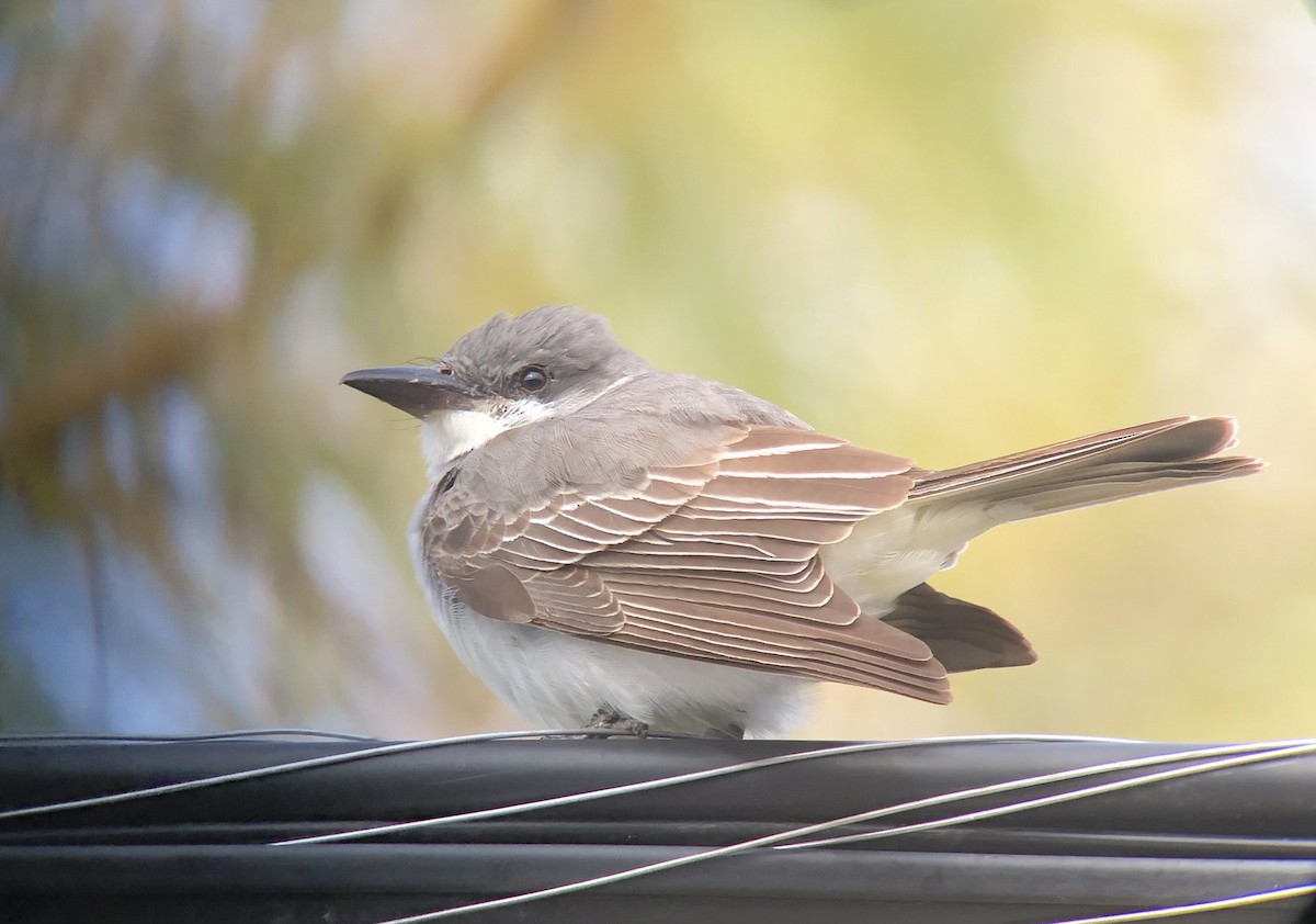 Gray Kingbird - ML644122480