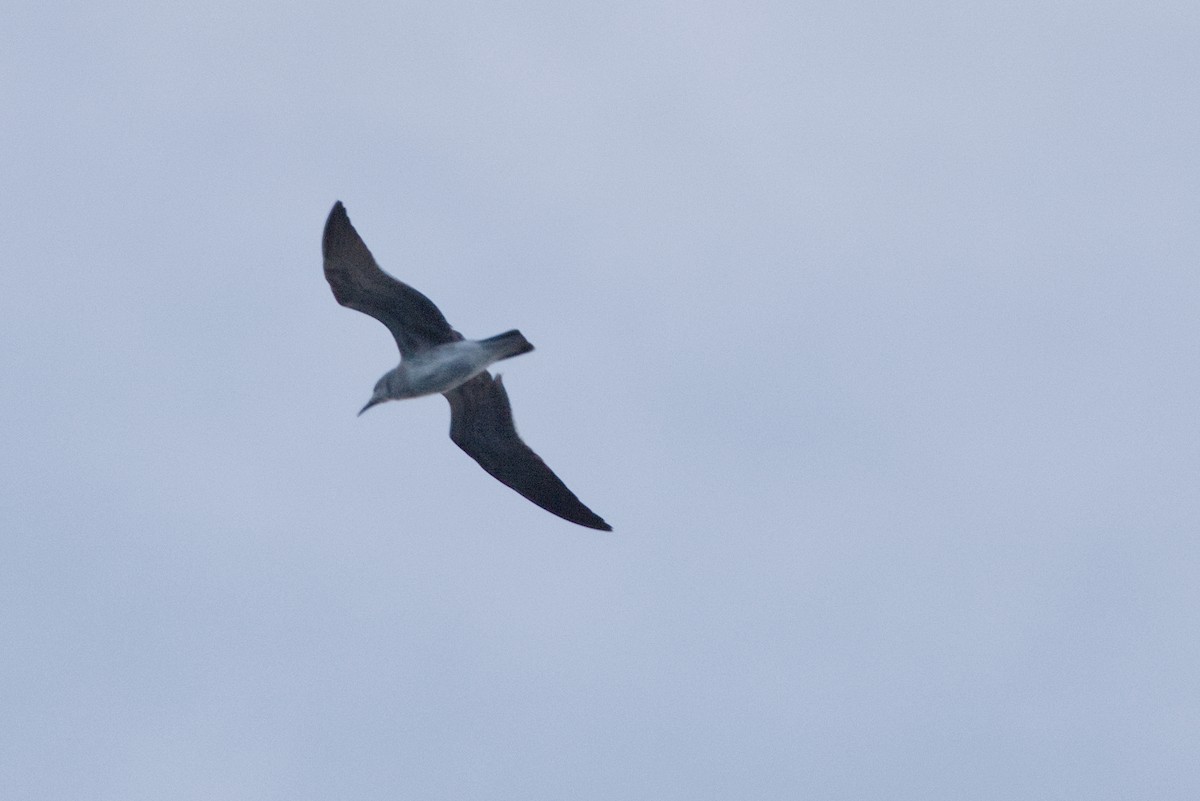 Black Tern - ML644122482