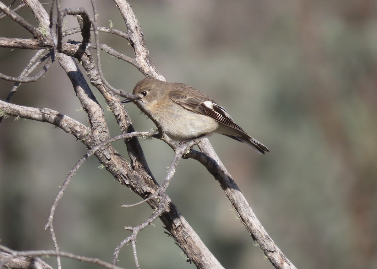 Flame Robin - ML644122484