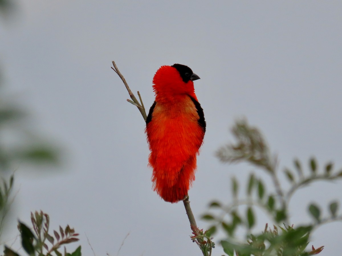 Northern Red Bishop - ML644122489
