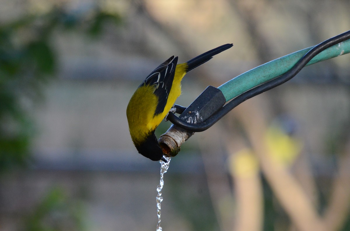 Audubon's Oriole - ML644122494