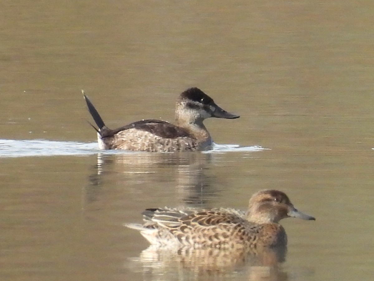 Ruddy Duck - ML644122498