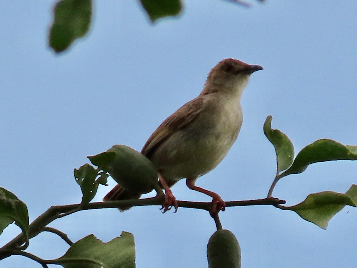 Rattling Cisticola - ML644122499