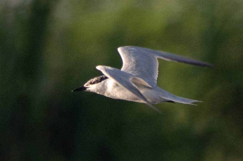 Gull-billed Tern - ML644122500