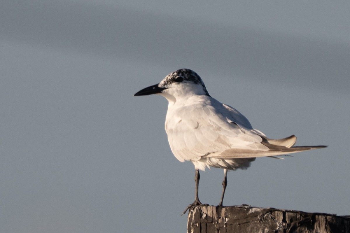 Gull-billed Tern - ML644122501