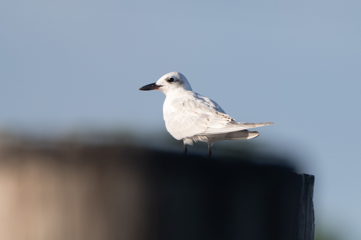 Gull-billed Tern - ML644122502