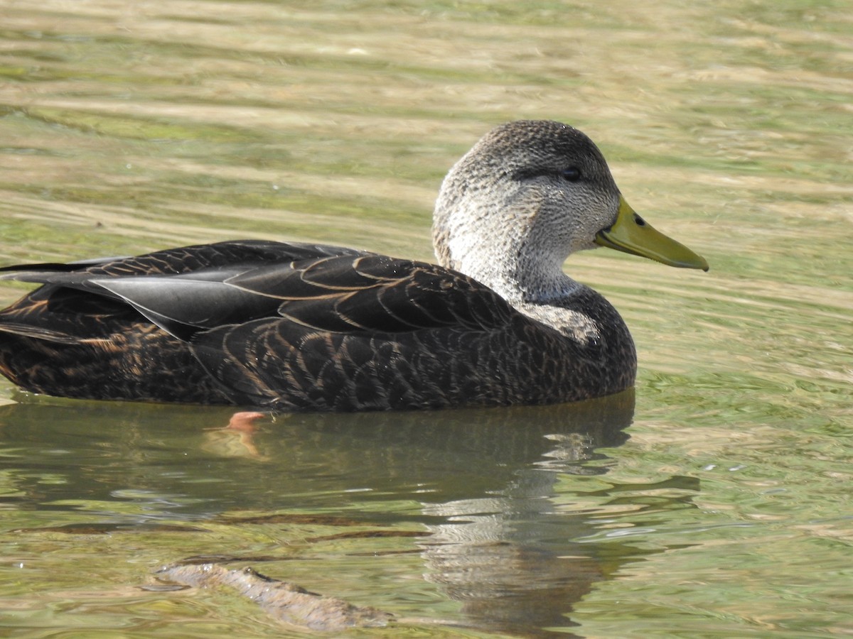 American Black Duck - ML644122504