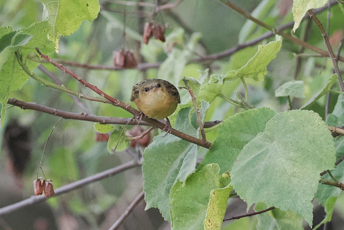 Tisserin à dos d'or - ML644122506