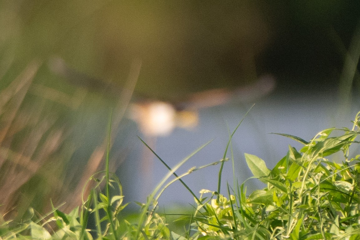 Least Bittern - ML644122511