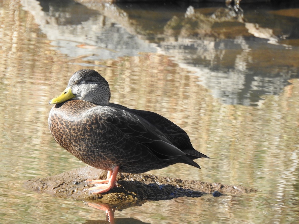 American Black Duck - ML644122543