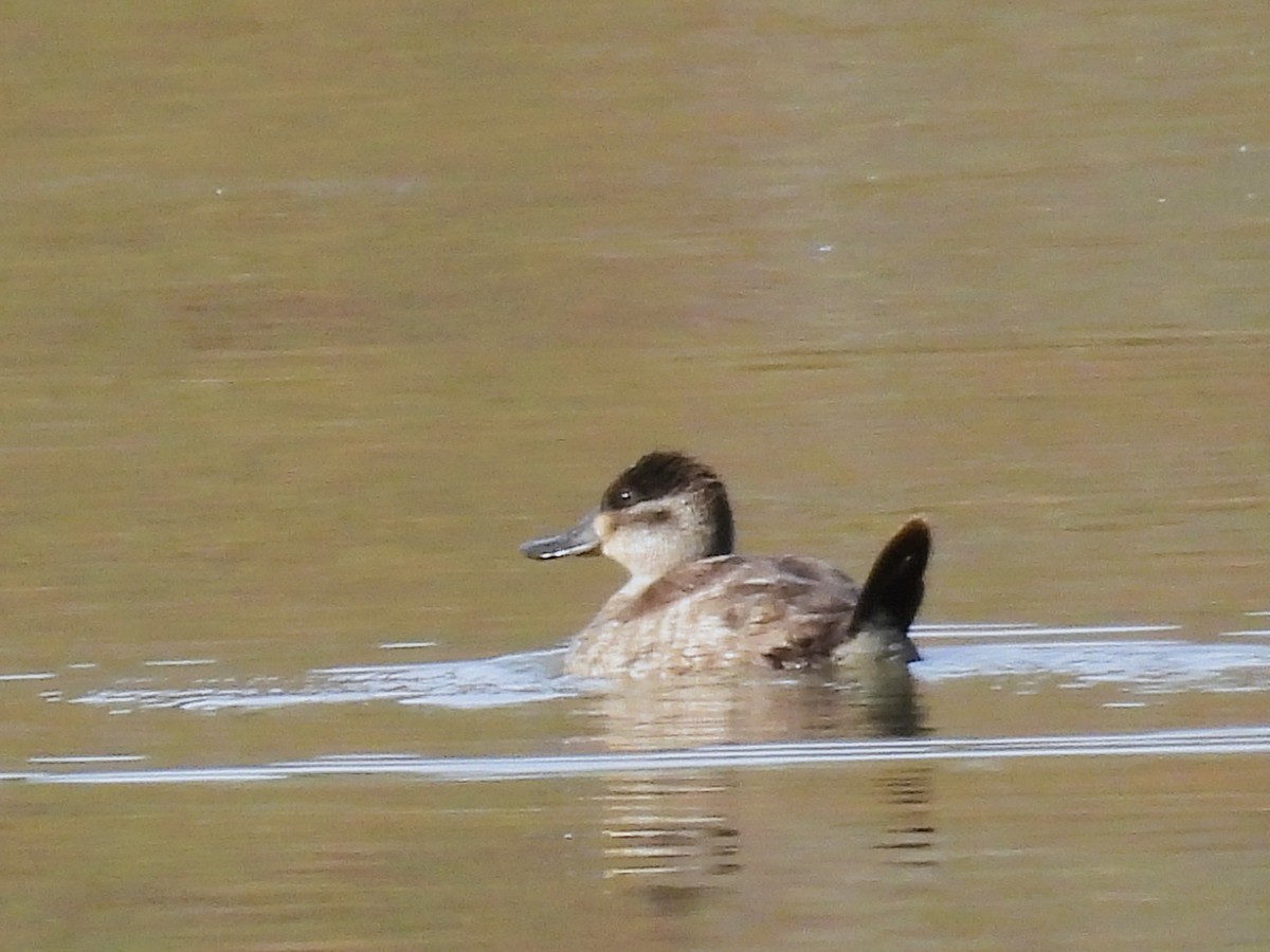 Ruddy Duck - ML644122566