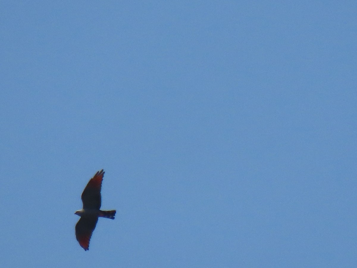 Plumbeous Kite - ML644122578