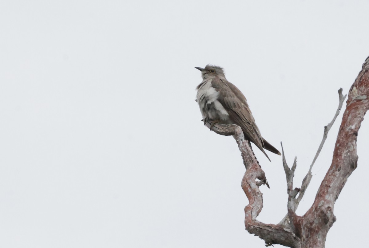 Pallid Cuckoo - ML644122580