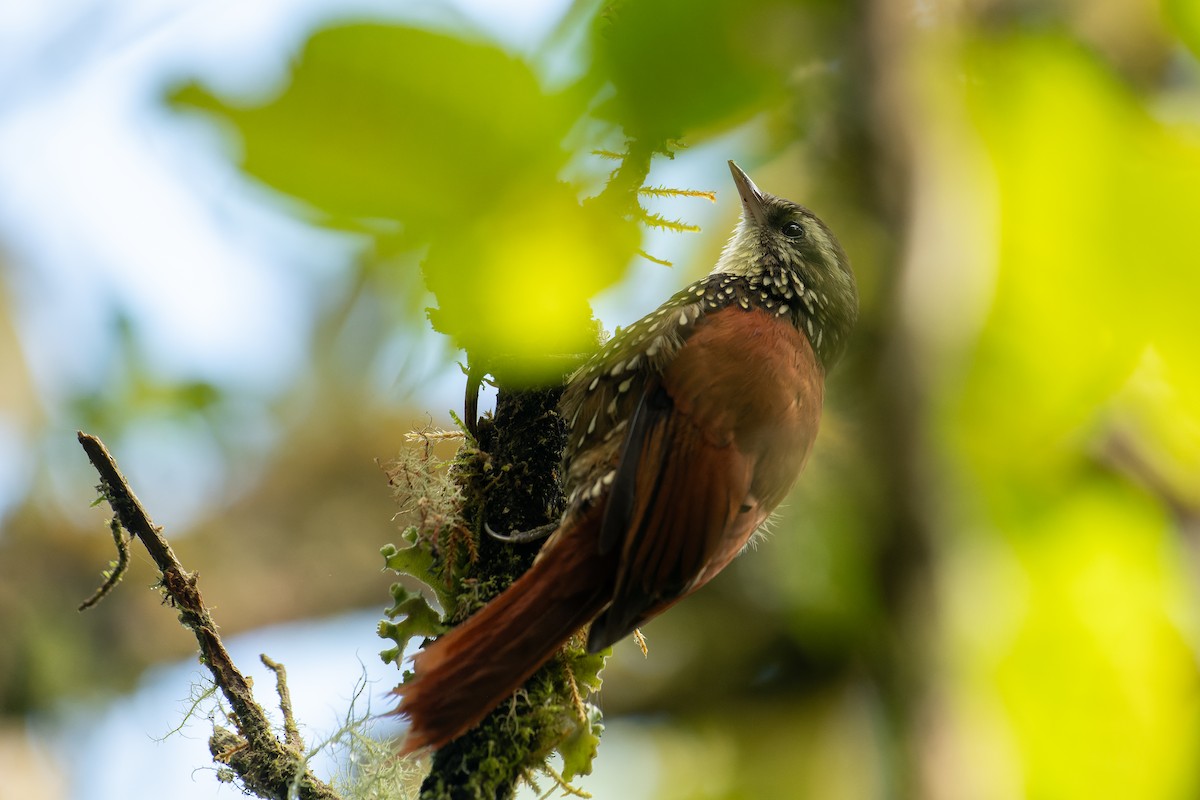 Pearled Treerunner - ML644122581