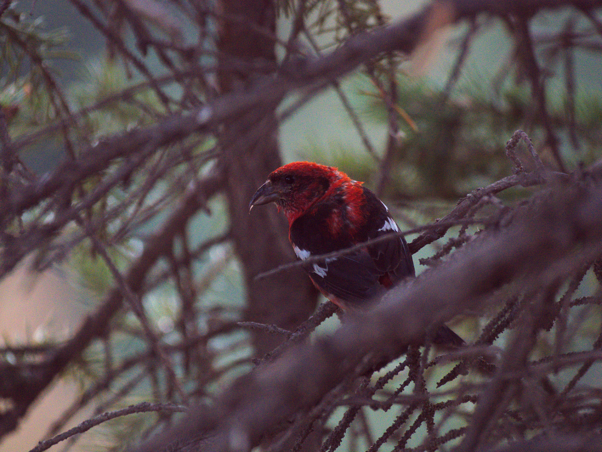 White-winged Crossbill - ML644122583