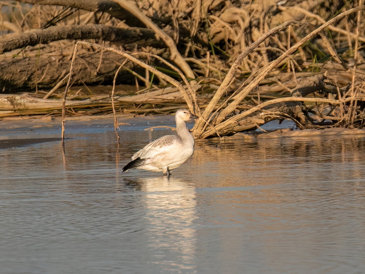 Цасны галуу - ML644122589