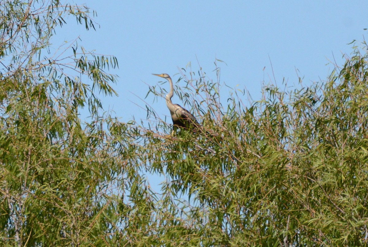 Anhinga - ML644122591