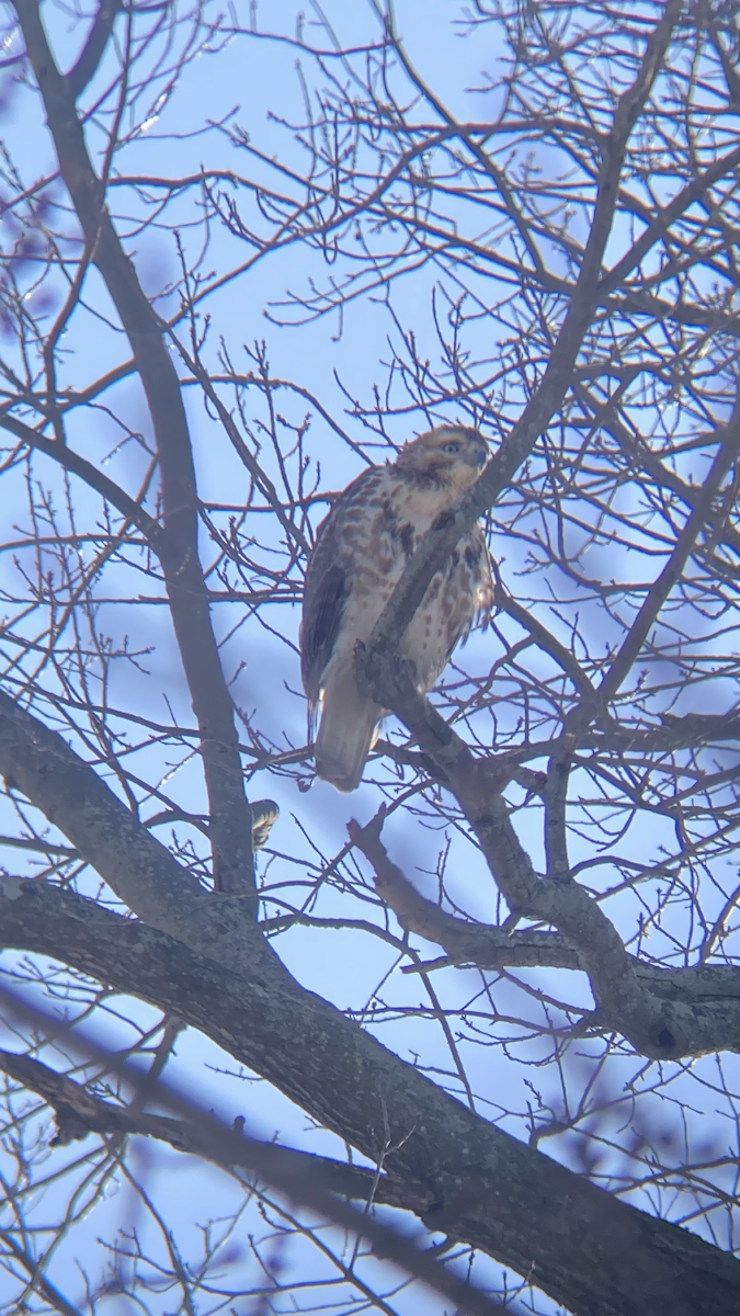 Red-tailed Hawk - ML644122601