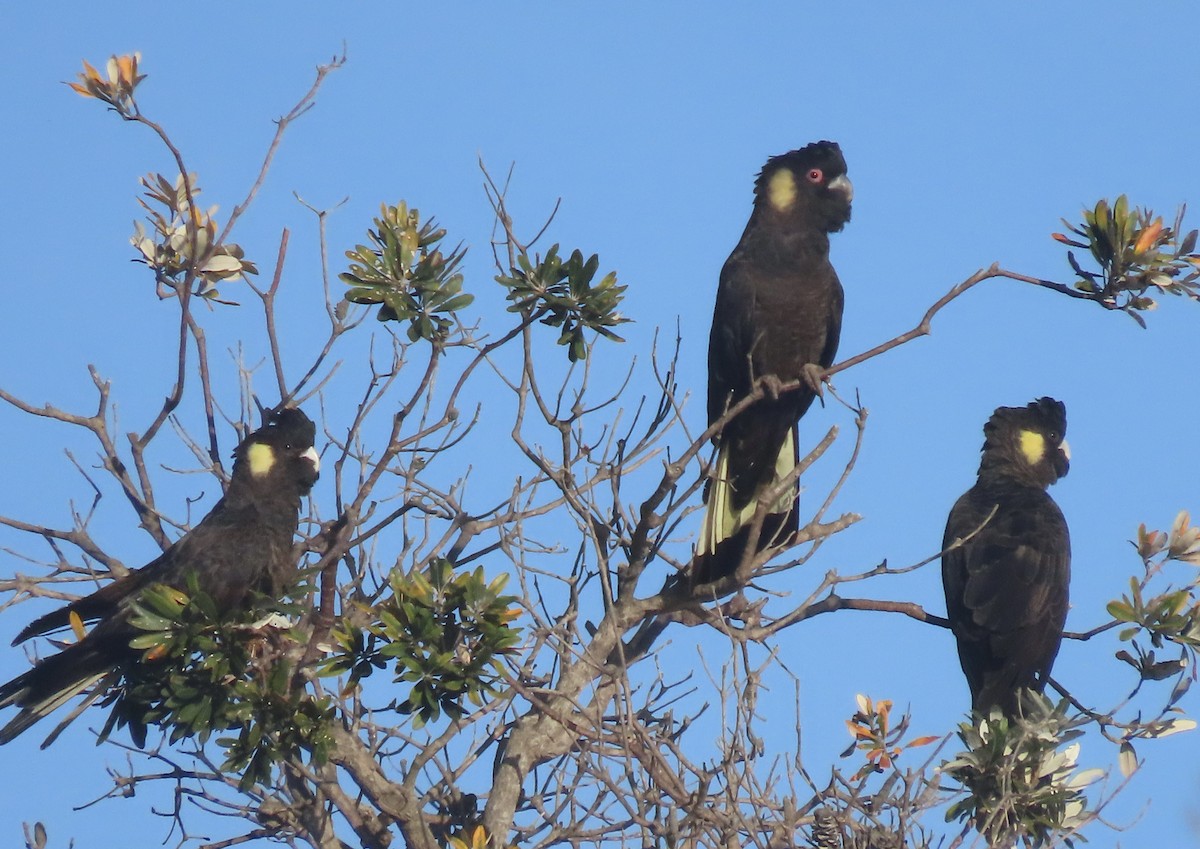 Yellow-tailed Black-Cockatoo - ML644122603