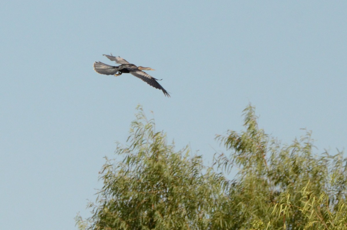 Anhinga - ML644122605