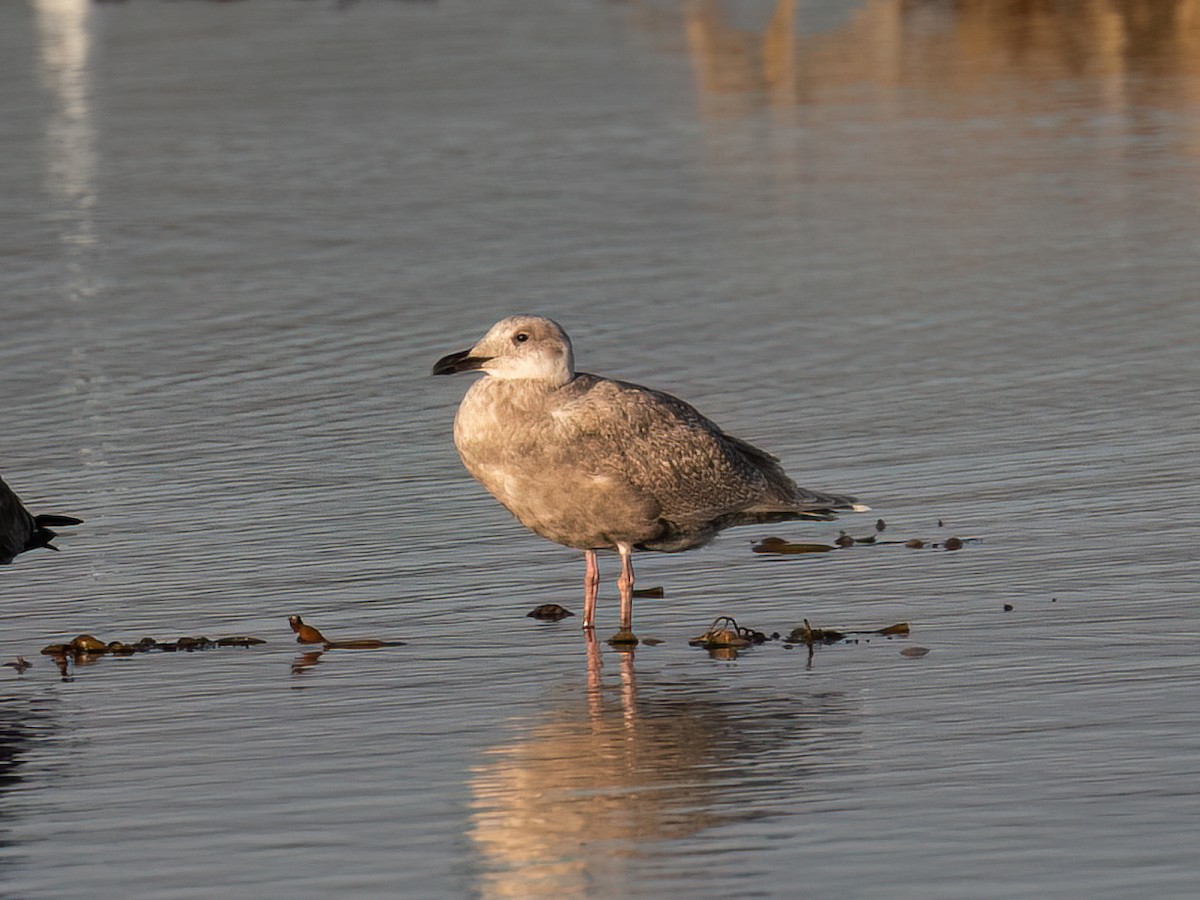 Glaucous-winged Gull - ML644122607