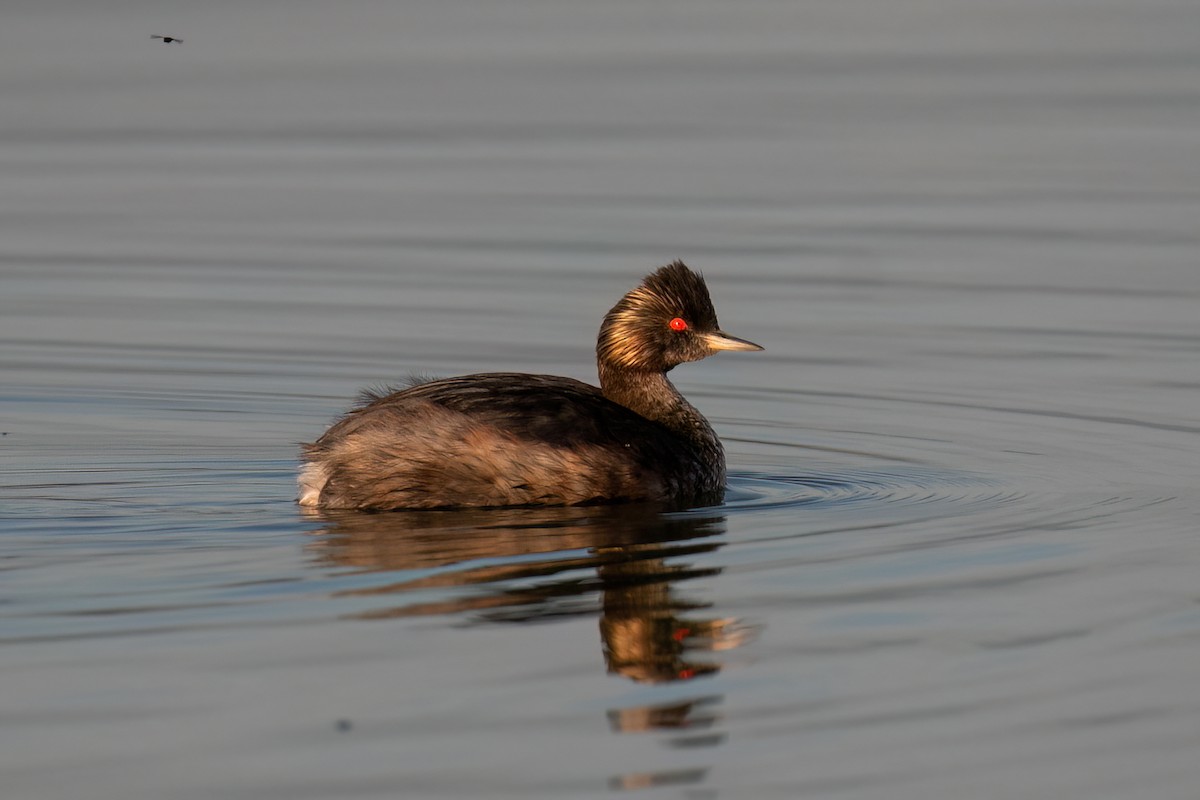 Eared Grebe - ML644122622