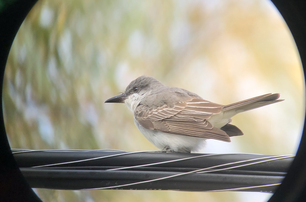 Gray Kingbird - ML644122636