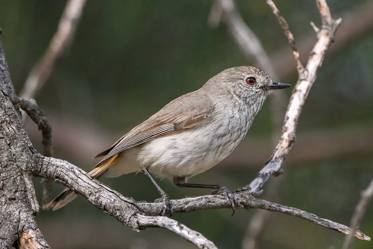 Inland Thornbill - ML644122640
