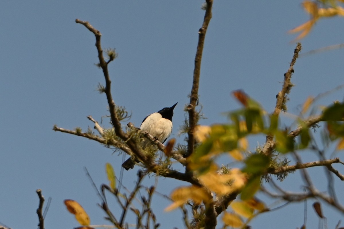 Amani Sunbird - ML644122658