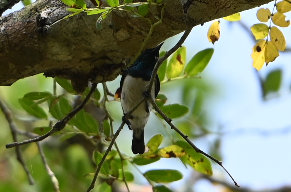 Amani Sunbird - ML644122659