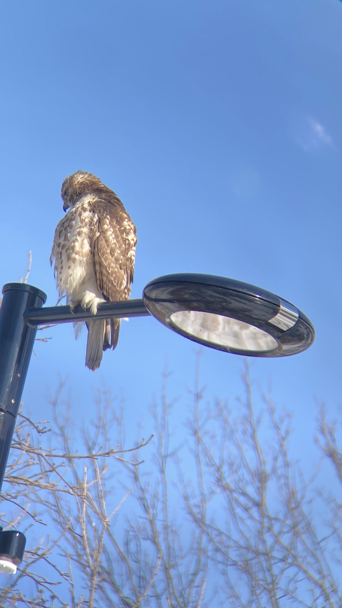 Red-tailed Hawk - ML644122663