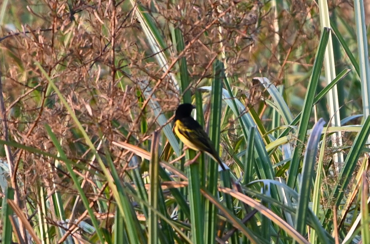 Kilifi Weaver - ML644122664