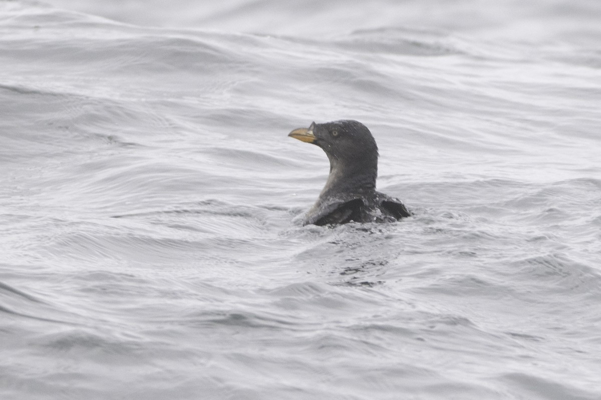 Macareux rhinocéros - ML644122666