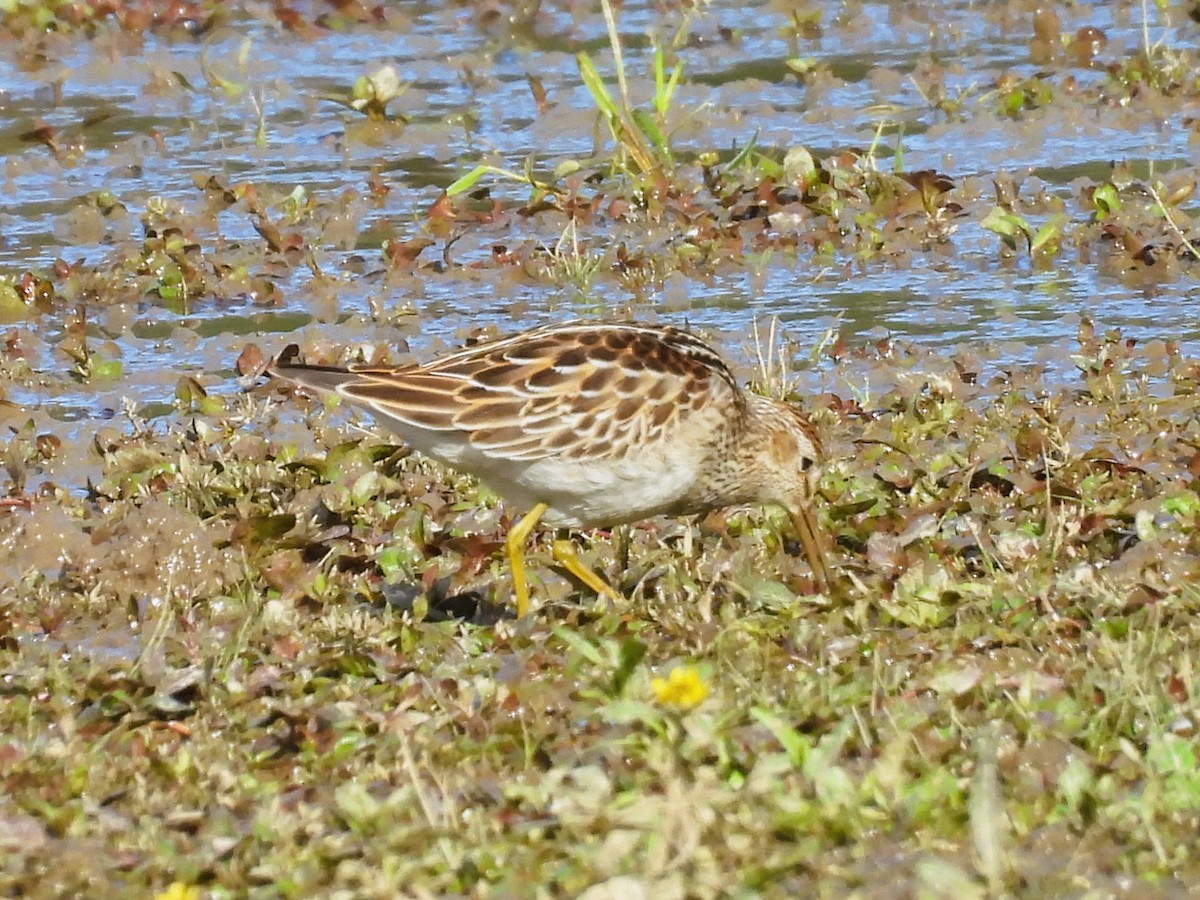 Txirri pektorala - ML644122673