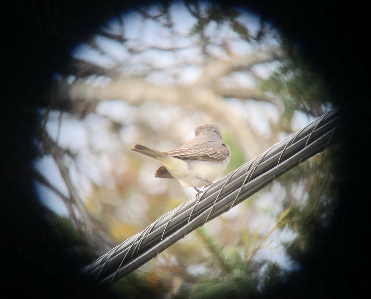 Gray Kingbird - ML644122688