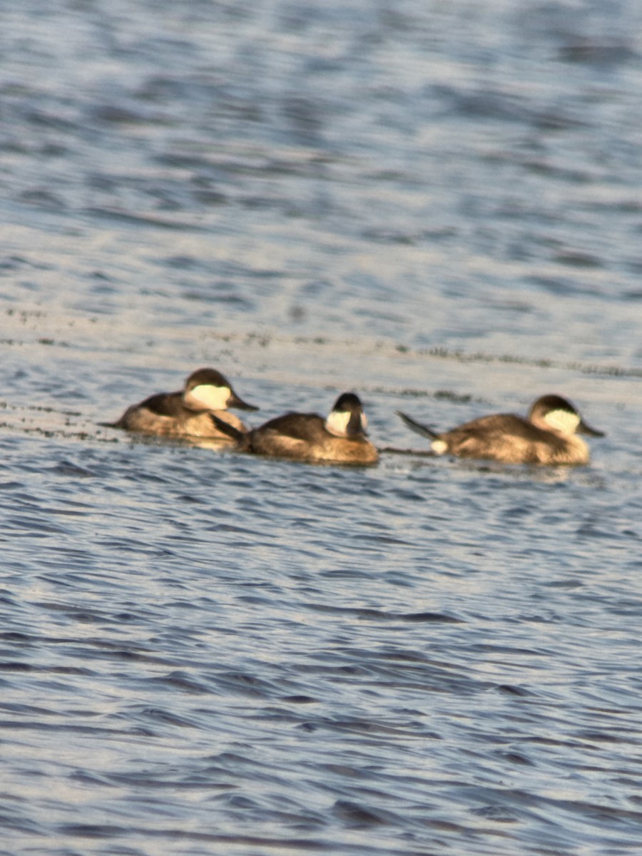 Ruddy Duck - ML644122689