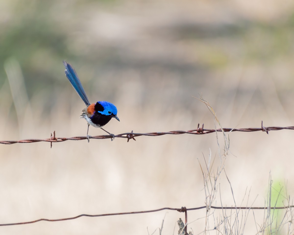 Purple-backed Fairywren - ML644122711