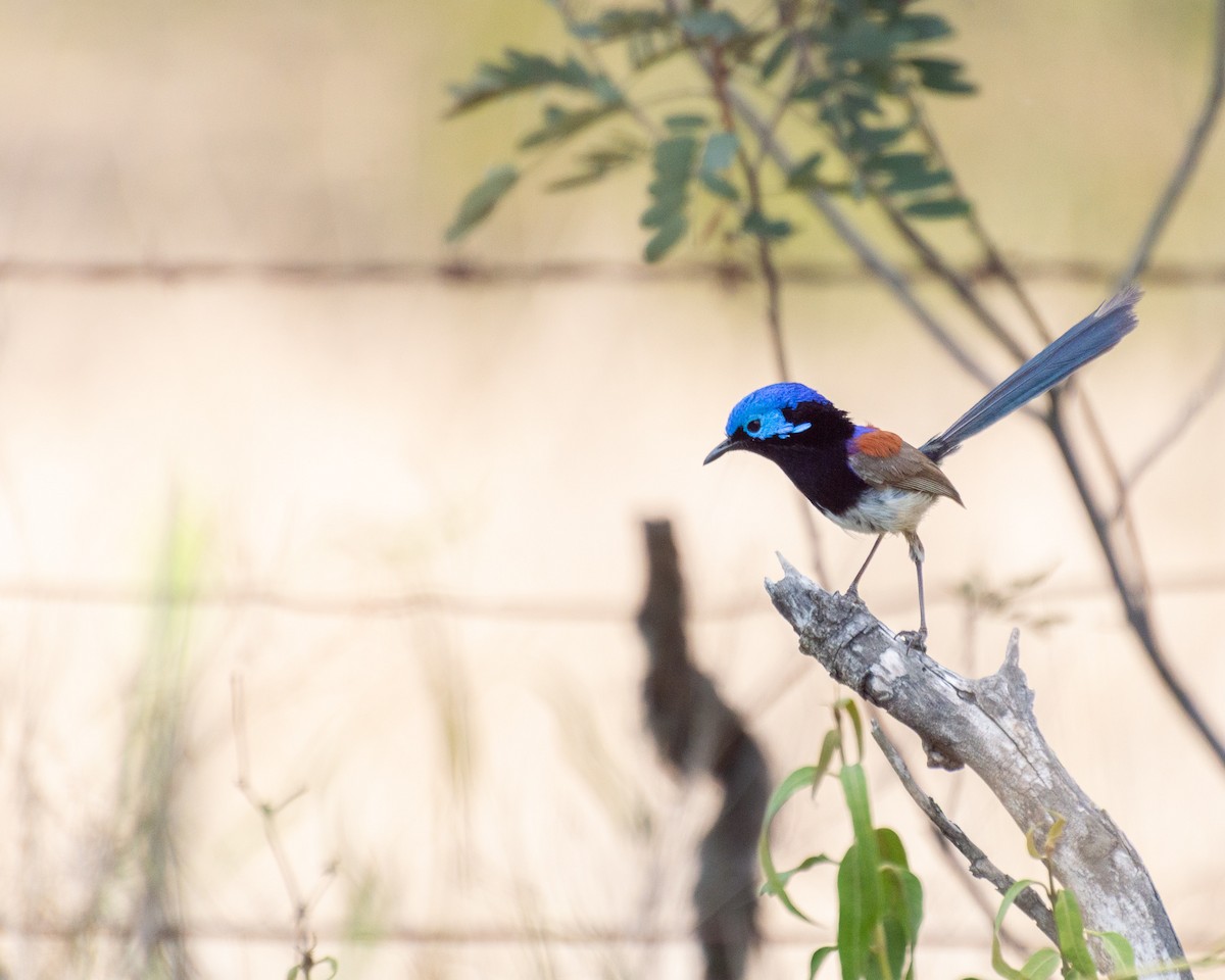 Purple-backed Fairywren - ML644122712