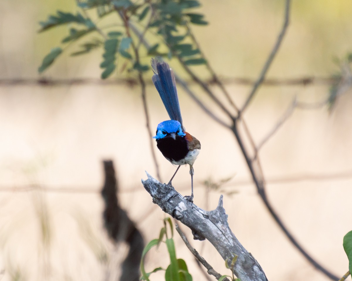 Purple-backed Fairywren - ML644122713