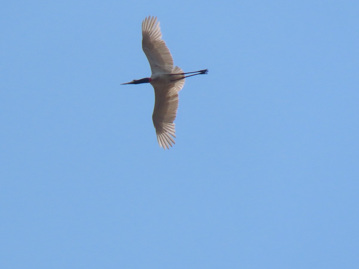 Jabiru - ML644122720