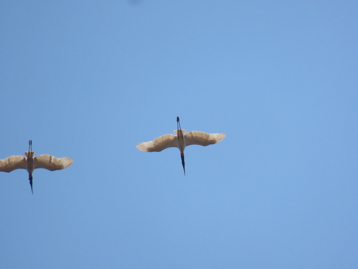 Jabiru - ML644122721