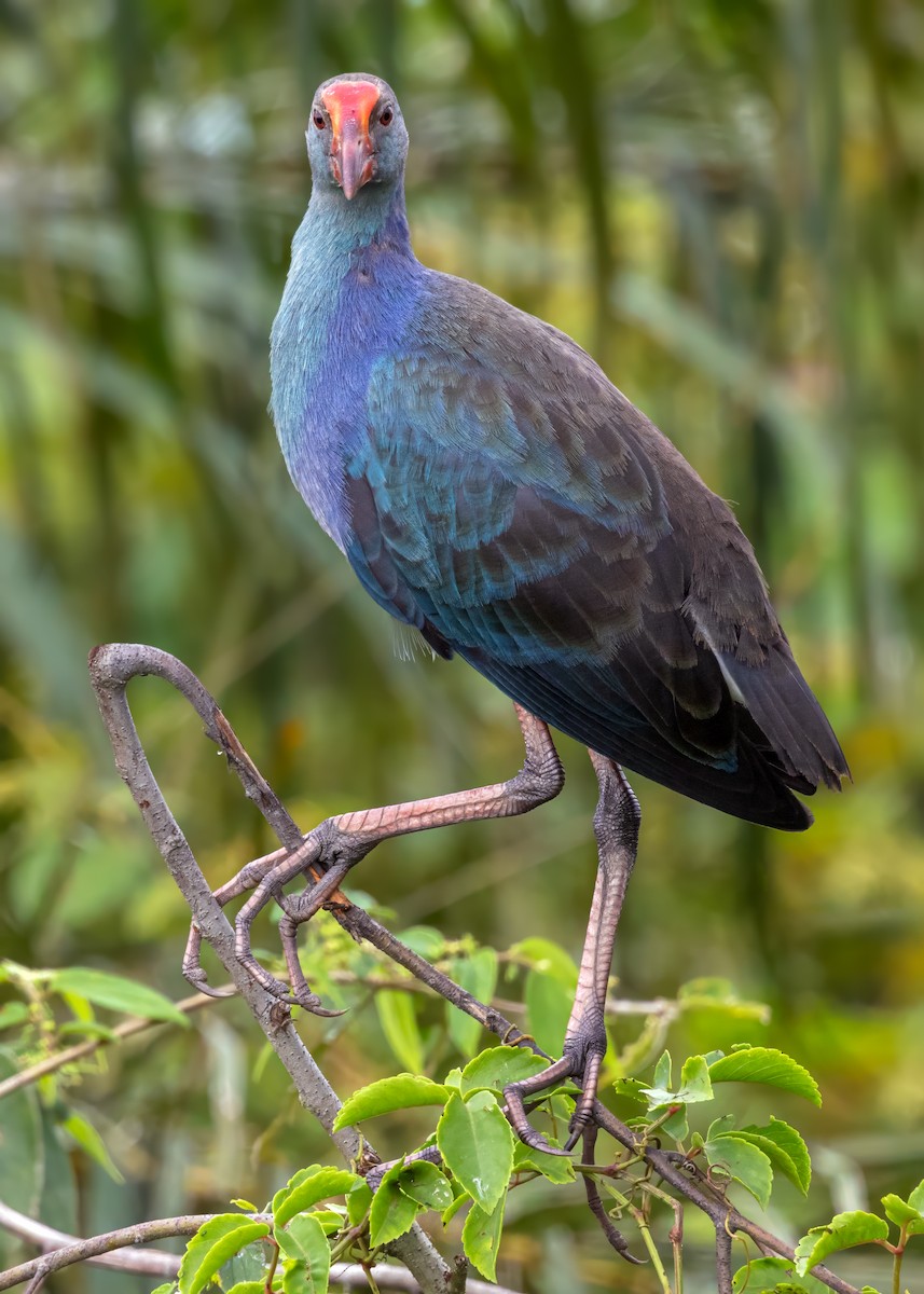 Gray-headed Swamphen - ML644122725