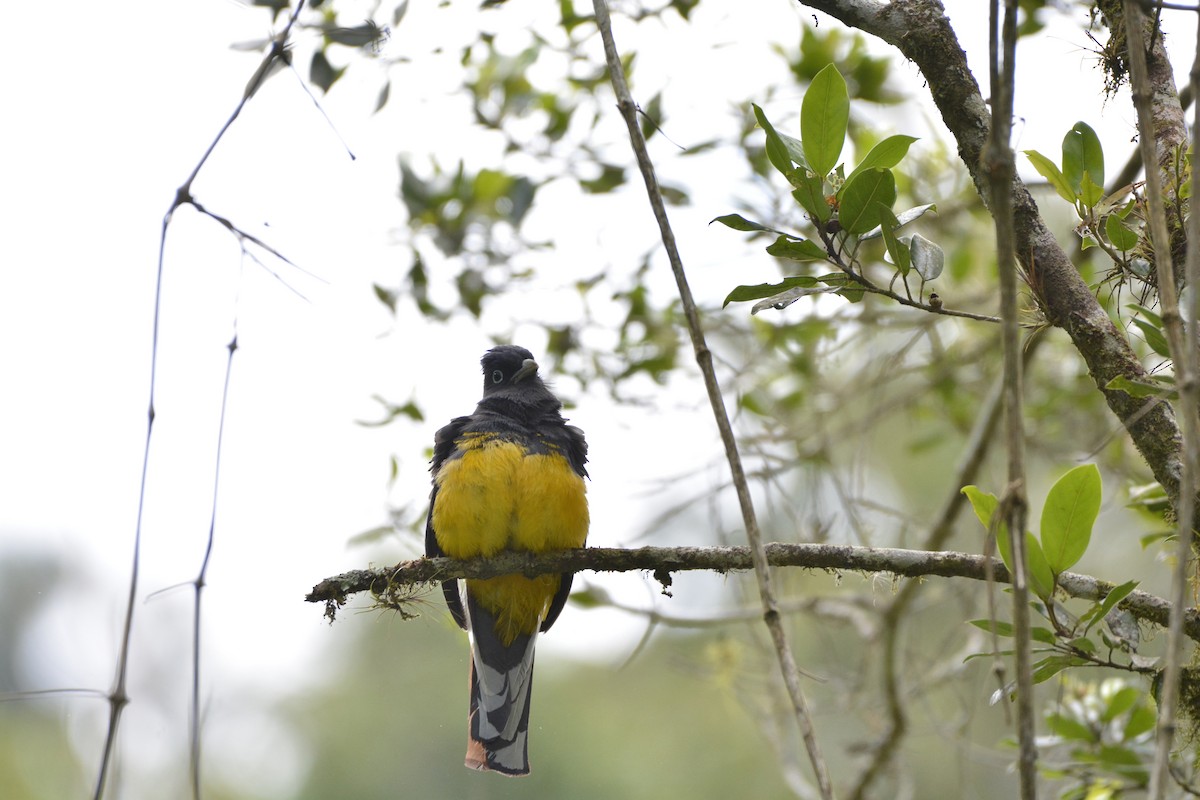 Trogon à queue blanche - ML644122736