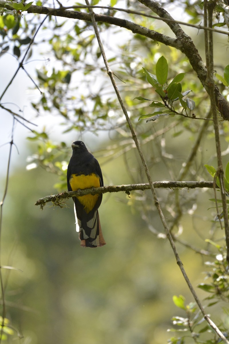 Trogon à queue blanche - ML644122737