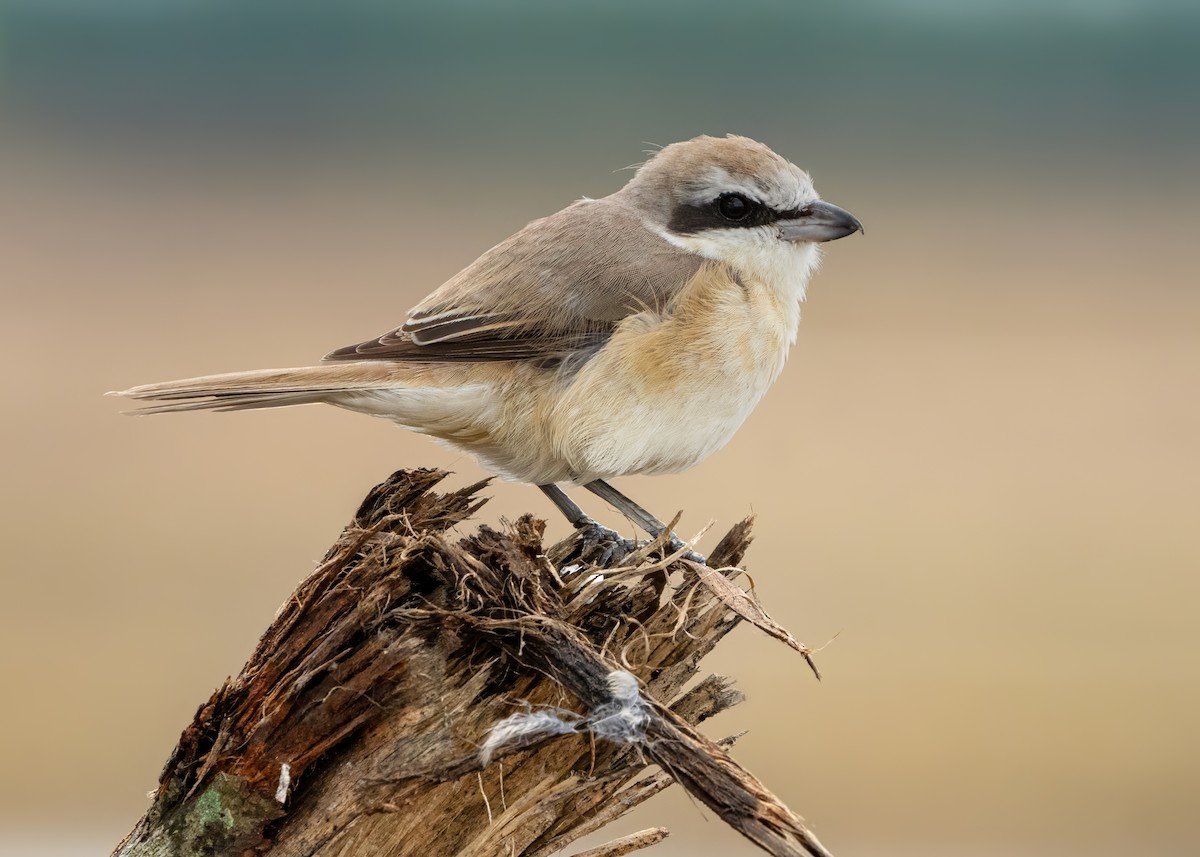 Brown Shrike - ML644122748