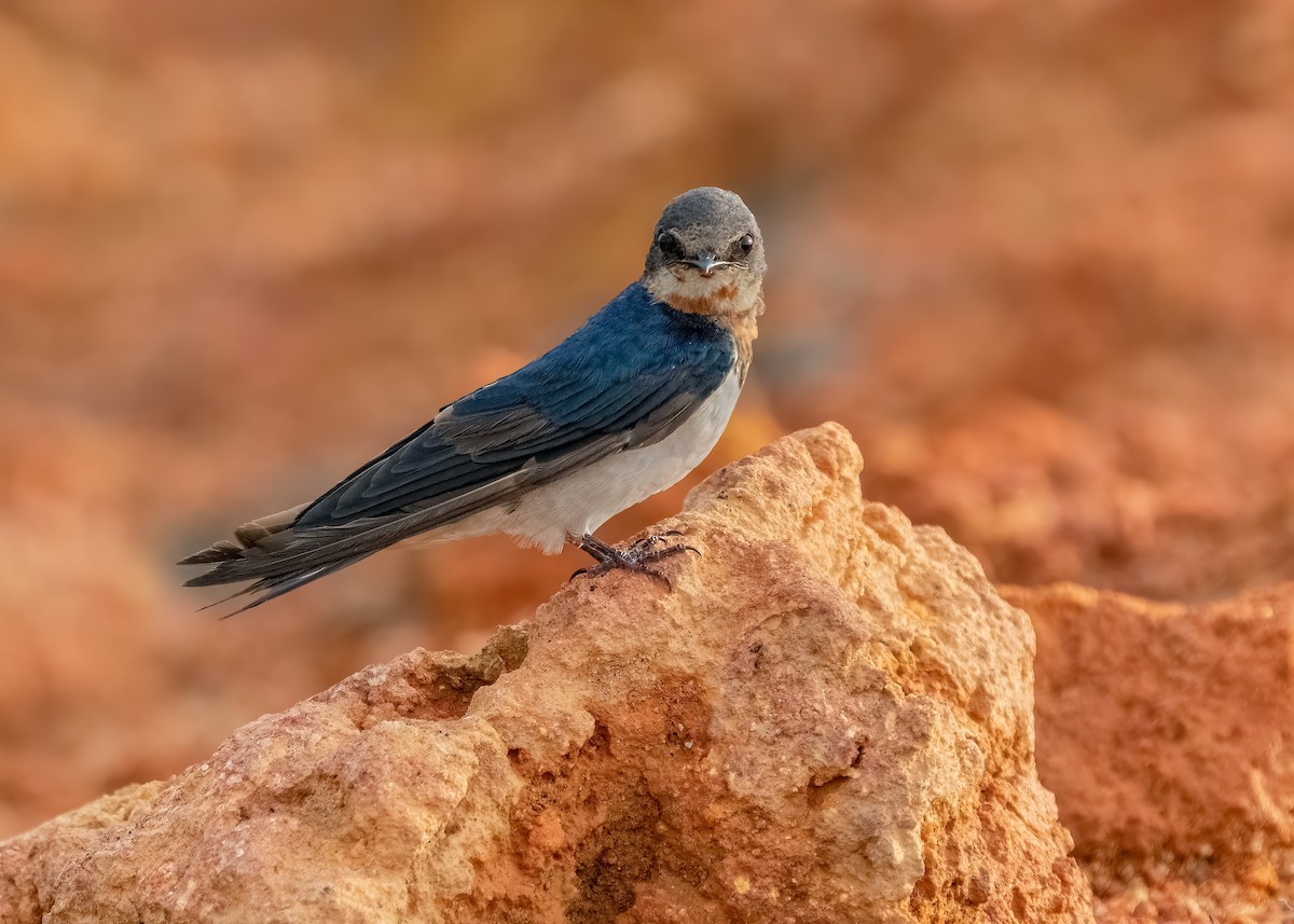 Barn Swallow - ML644122751