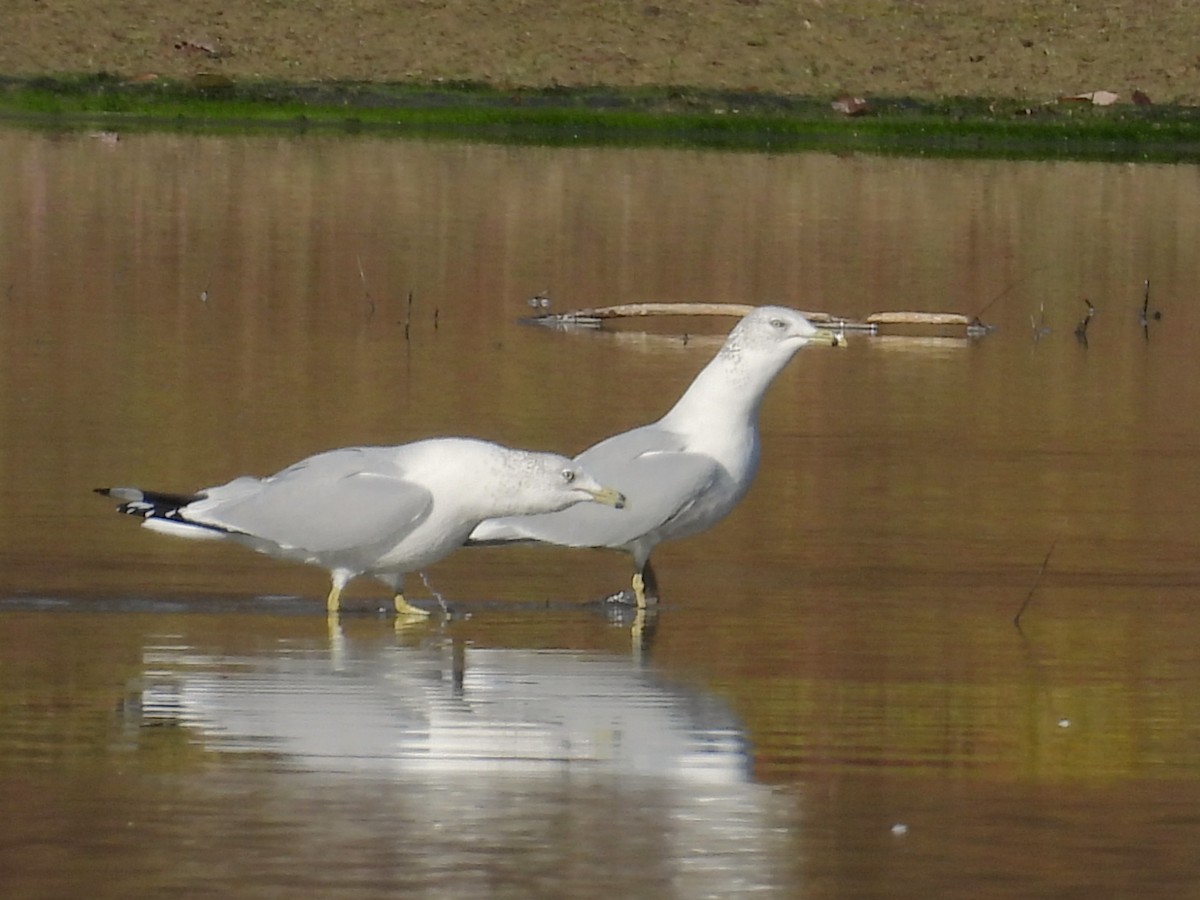 Ring-billed Gull - ML644122752