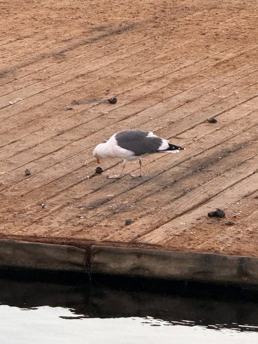 Western Gull - ML644122758